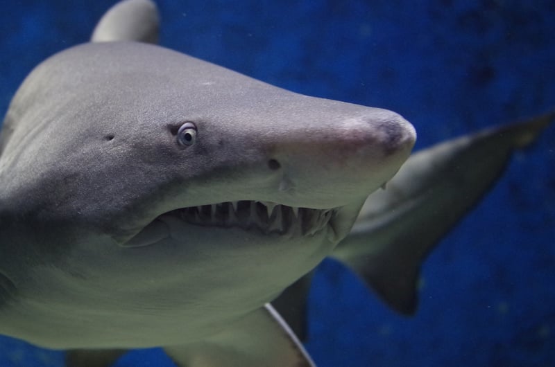 Shark Cage Diving in South Africa